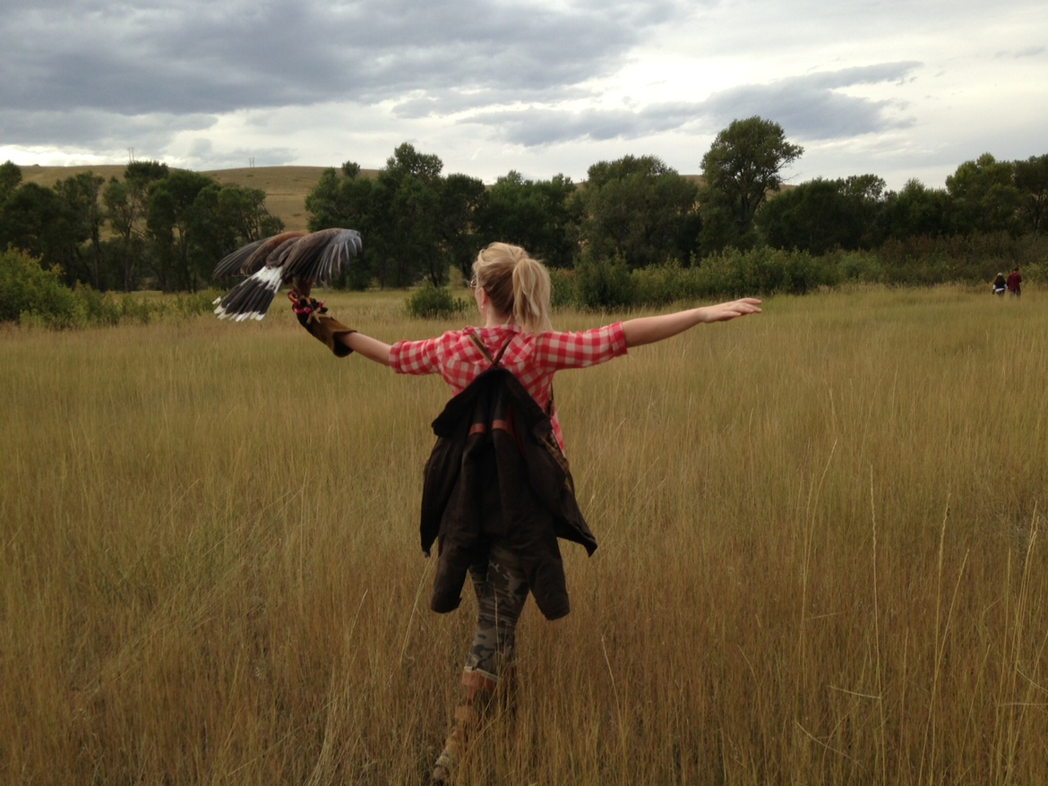 Hero falcontry