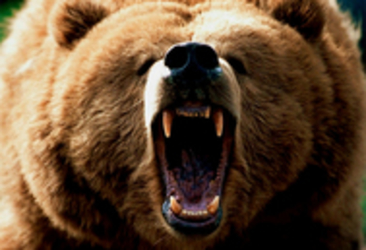 Hero grizzlybear