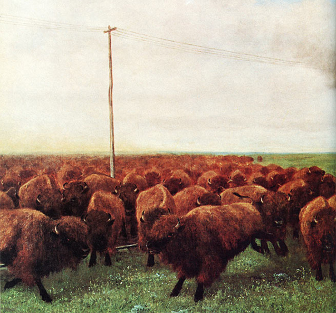 Hero buffalo
